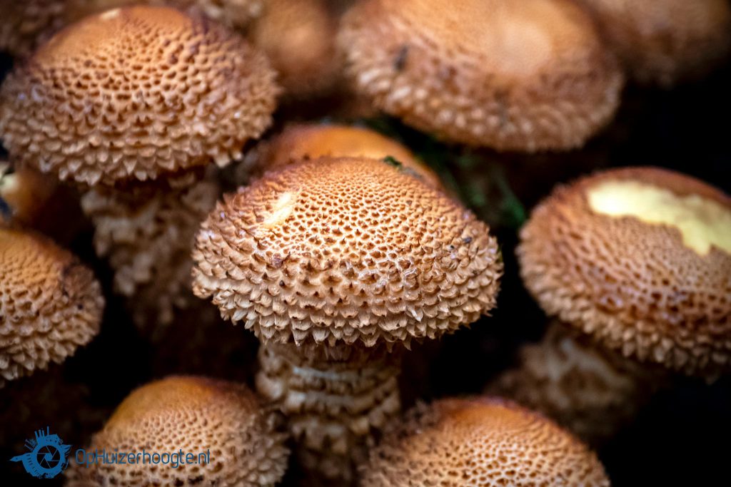paddenstoelentijd hefst Huizen