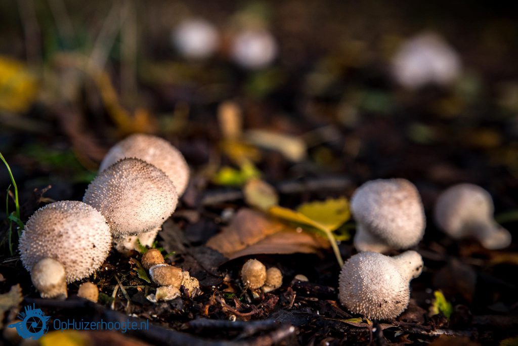 paddenstoelentijd hefst Huizen